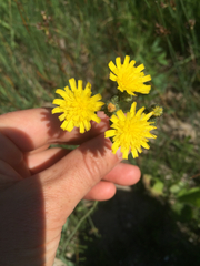 Pilosella piloselloides