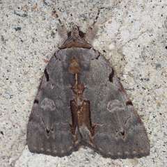 Catocala grynea