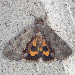 Catocala grynea