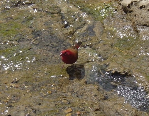Red-billed Firefinch