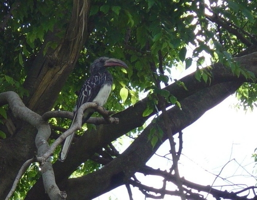 Hemprich's Hornbill
