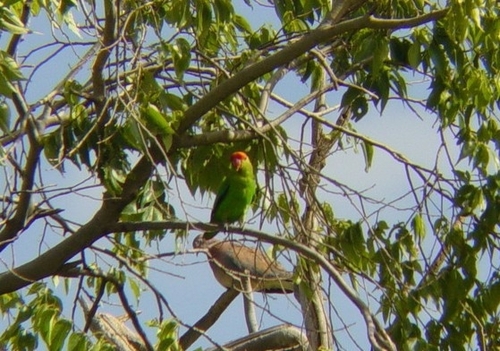 Black-winged Lovebird