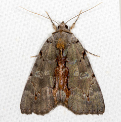 Catocala grynea