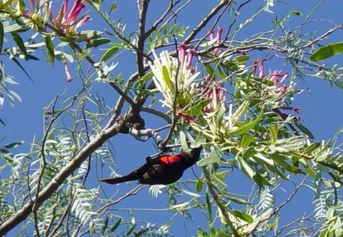 Scarlet-chested Sunbird