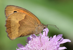 Maniola jurtina