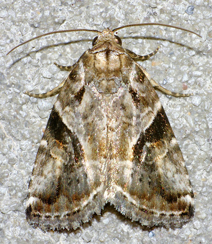 Diastema cnossia Druce, 1889