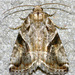 Diastema cnossia - Photo (c) David G. Barker,  זכויות יוצרים חלקיות (CC BY-NC), הועלה על ידי David G. Barker