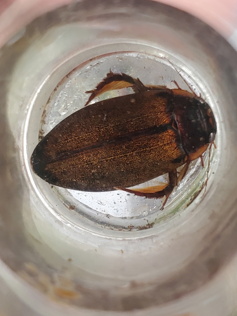 Meladema lanio