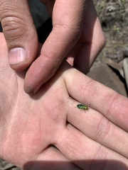 Chrysobothrini
