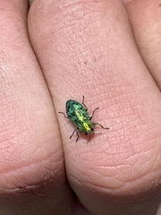 Chrysobothrini