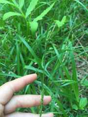 Carex arctata
