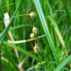 Carex tenera