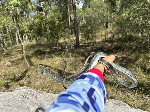 Common Tree Snake sighting