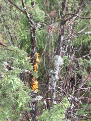 Gymnosporangium clavariiforme