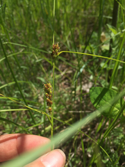 Carex pellita