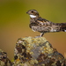 Western Common Nighthawk - Photo (c) Andrew Thomas, some rights reserved (CC BY-NC), uploaded by Andrew Thomas