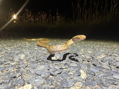 Brown Tree Snake sighting