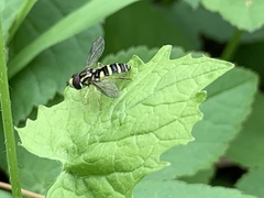 Xanthogramma flavipes