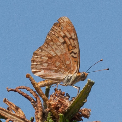 Unsilvered Fritillary