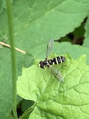 Xanthogramma flavipes