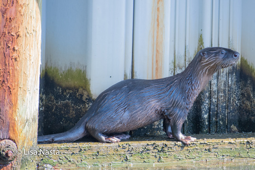 North American River Otter photographed in North Carolina
