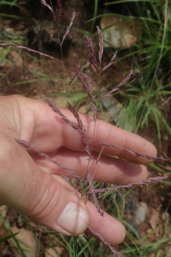 Image of Bewsia biflora by no rights reserved