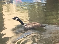 Branta canadensis