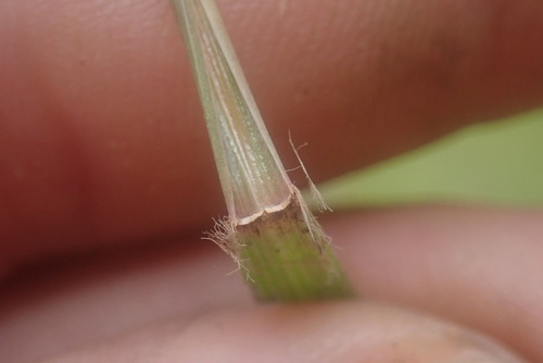 Image of Bewsia biflora by no rights reserved