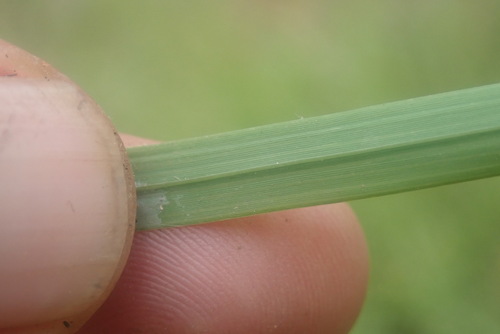 Image of Bewsia biflora by no rights reserved