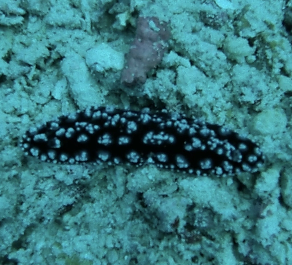 Phyllidiopsis burni