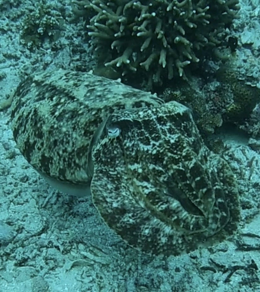 Broadclub Cuttlefish