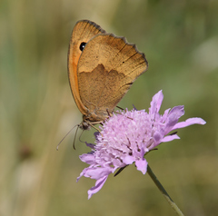 Maniola jurtina