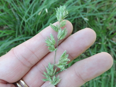 Poa arachnifera