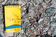 Systenotheca vortriedei