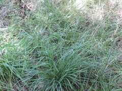 Poa arachnifera