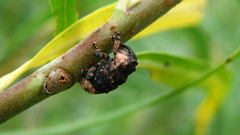 Cryptorhynchus lapathi