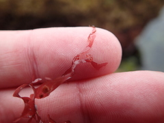 Acrosorium ciliolatum
