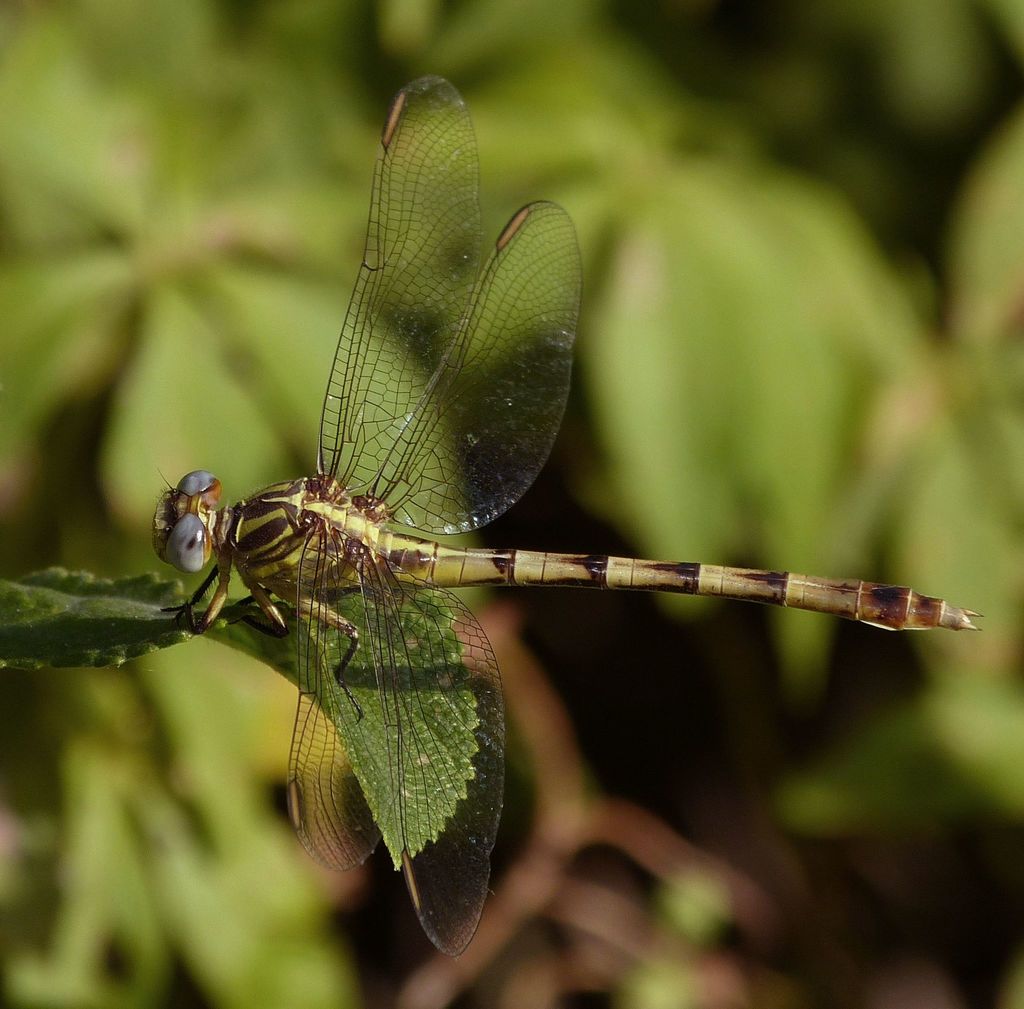 Phyllocycla vesta