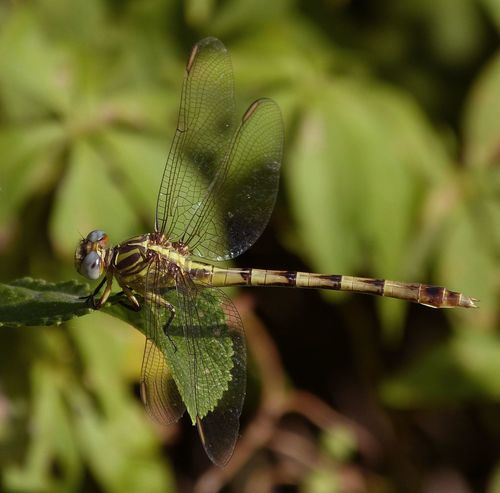 Phyllocycla vesta · iNaturalist