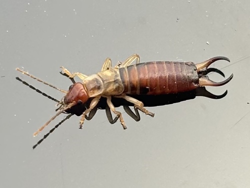 Deceiving Earwig
