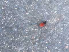 Dasymutilla magnifica