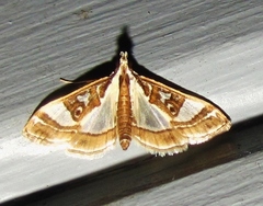 Glyphodes pyloalis