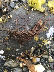 Melanosiphon intestinalis