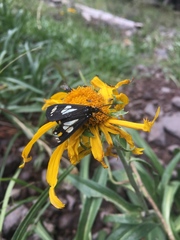 Gnophaela discreta