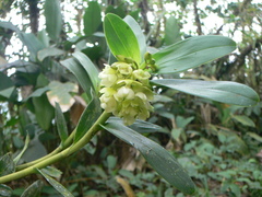 Epidendrum renilabium
