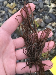 Melanosiphon intestinalis