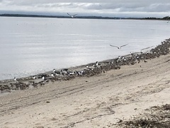 Calidris canutus rufa