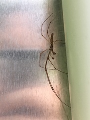 Tetragnatha elongata