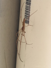 Tetragnatha elongata
