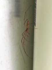 Tetragnatha elongata